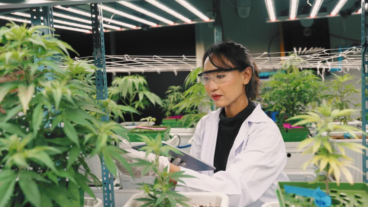 女科学家在温室里检查植物的生长视频素材