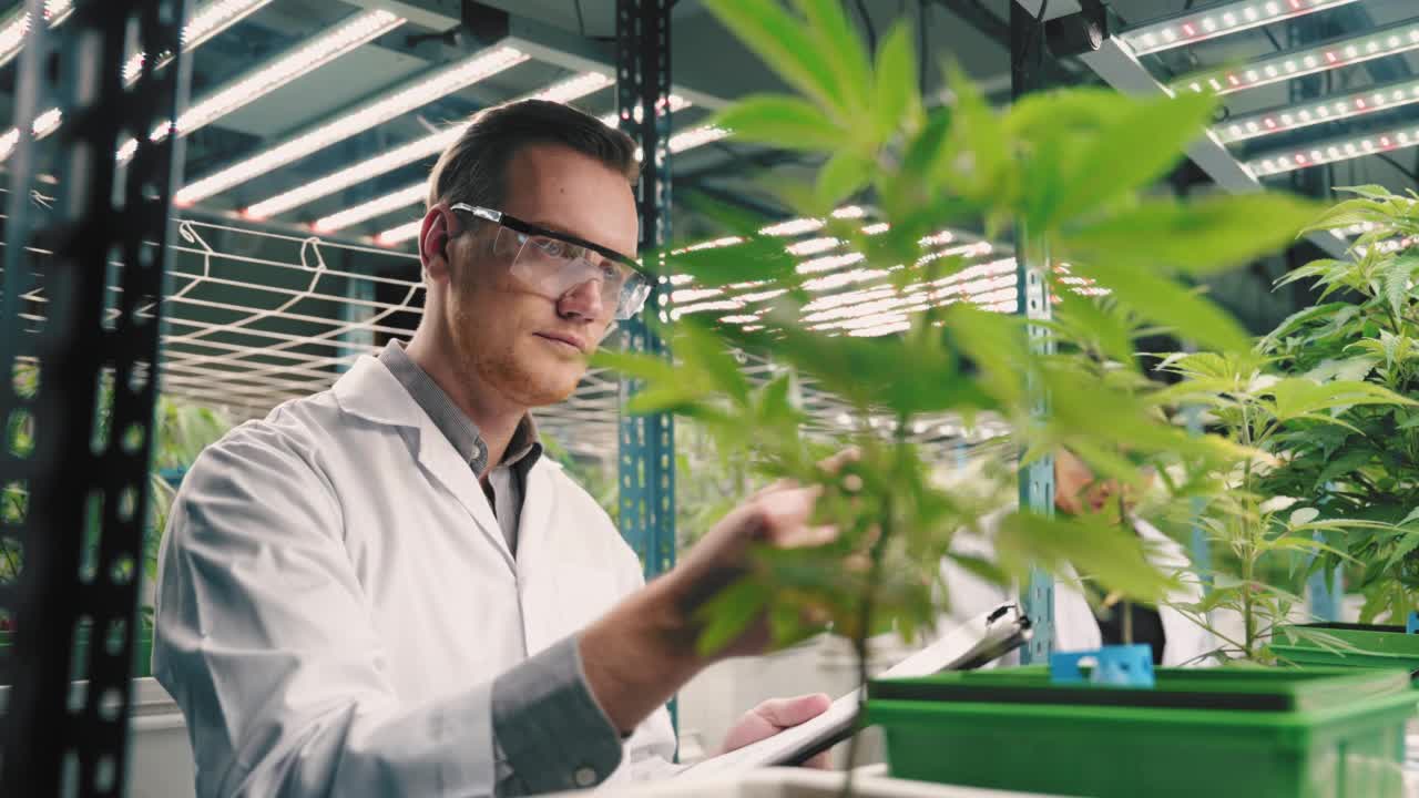 科学家在温室里检查大麻植物，用于草药替代药物和cbd油的生产视频素材