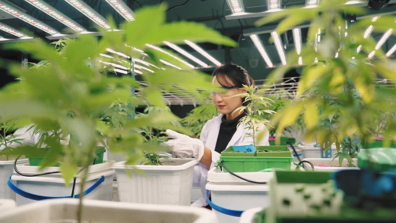 女科学家在温室里检查植物的生长视频素材