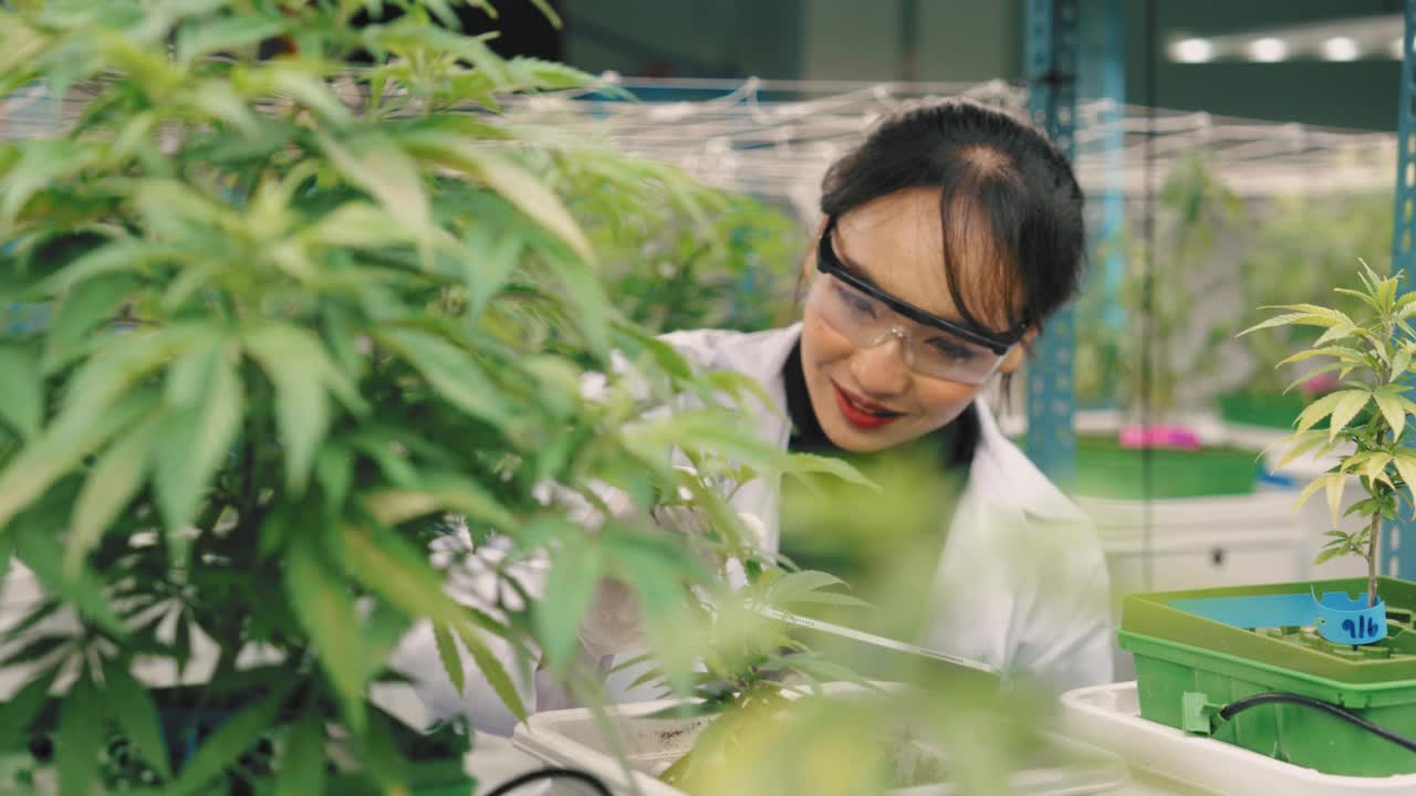 在商业有机苗圃工作的亚洲科学家正在检查植物的生长。视频素材