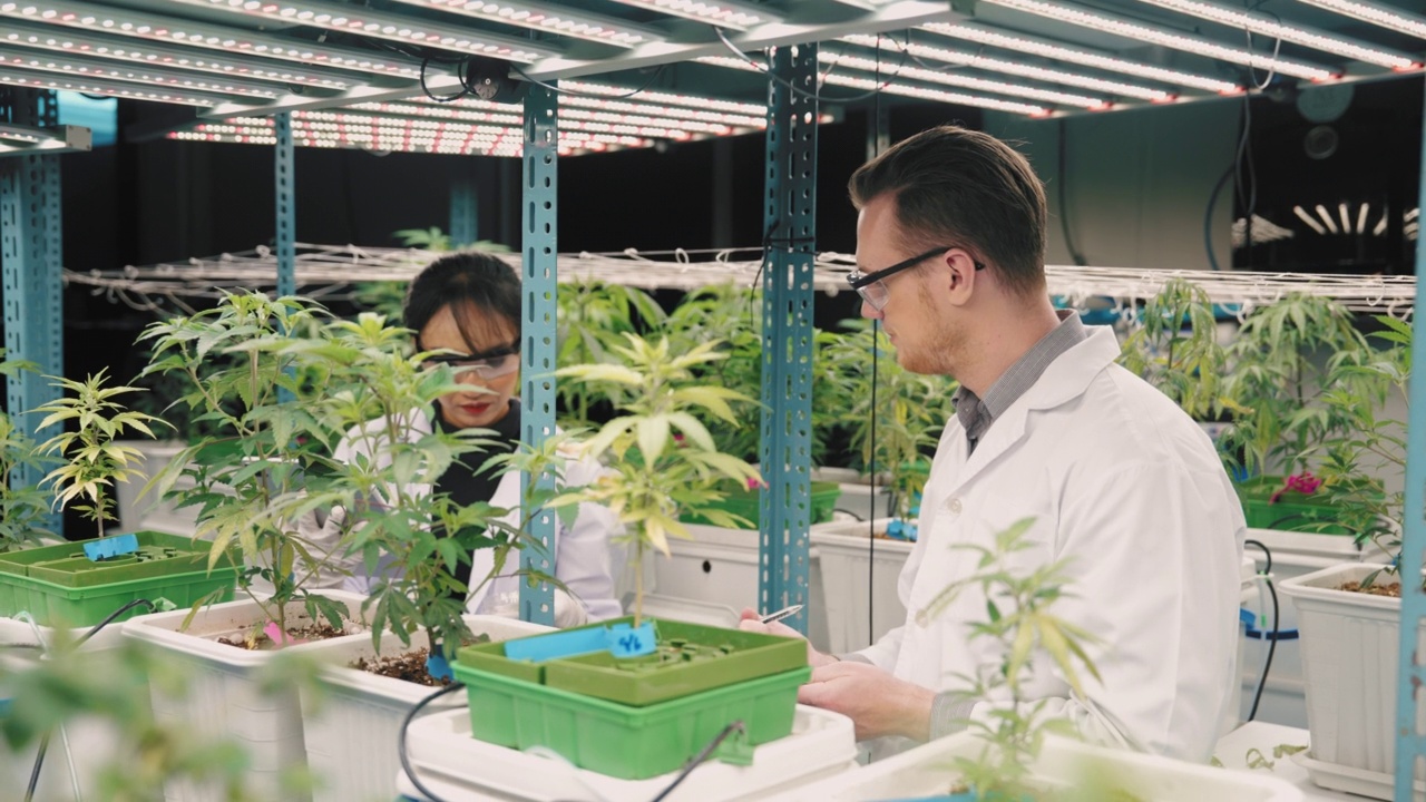 两个年轻的植物科学家在温室里分析作物视频素材