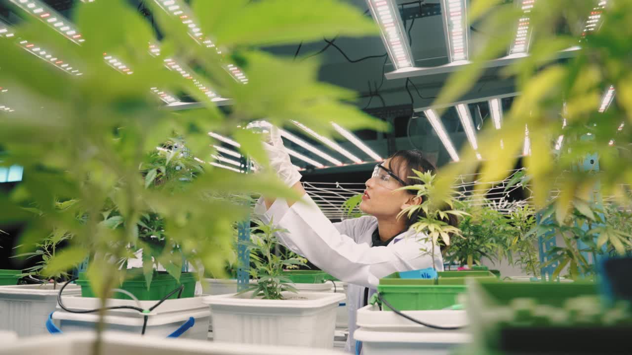 女科学家在温室里检查植物的生长视频素材