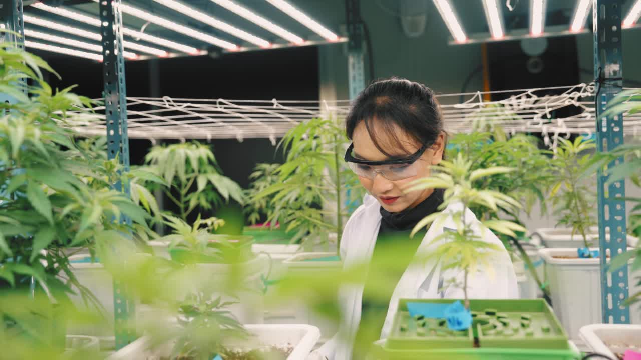 女科学家在温室里检查植物的生长视频素材