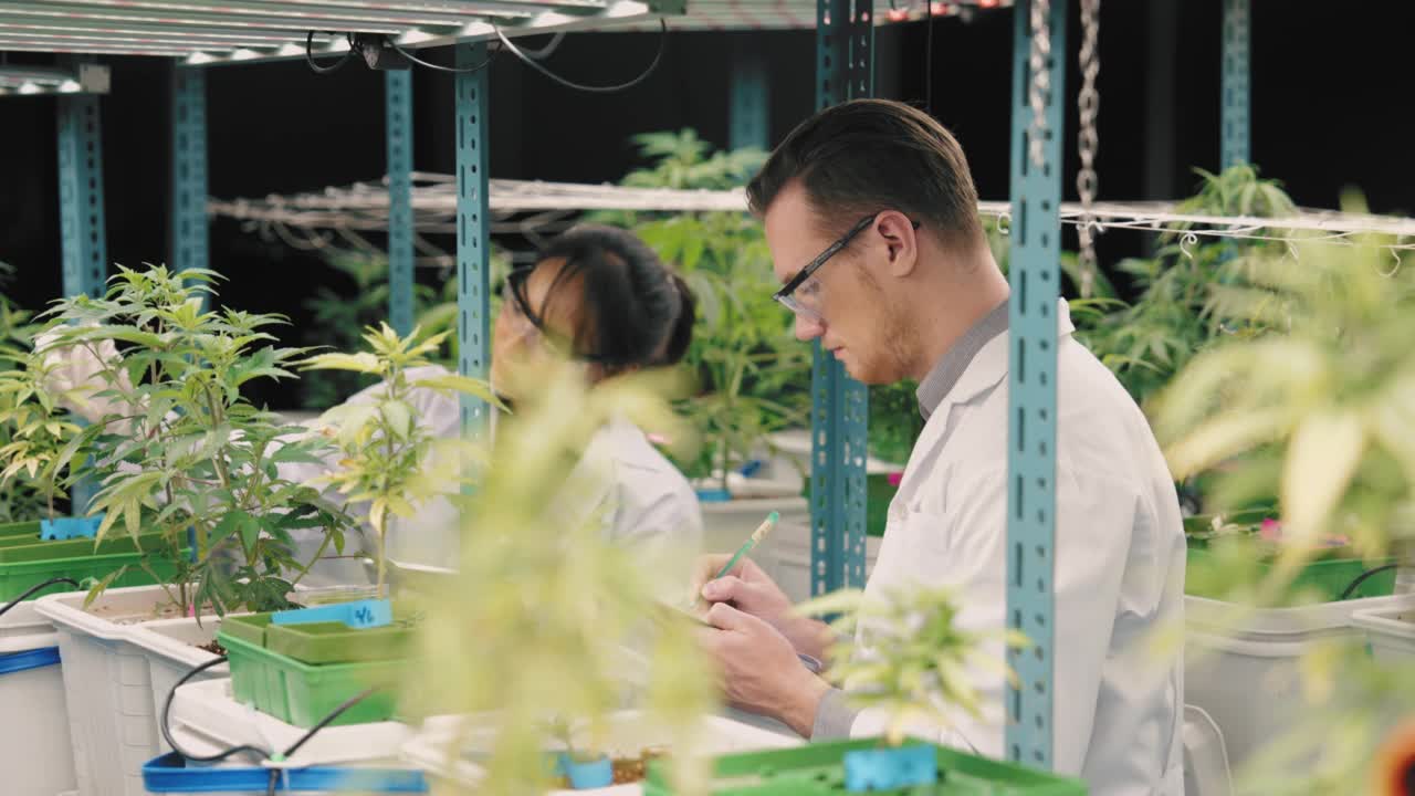 科学家在温室里检查植物的生长视频素材