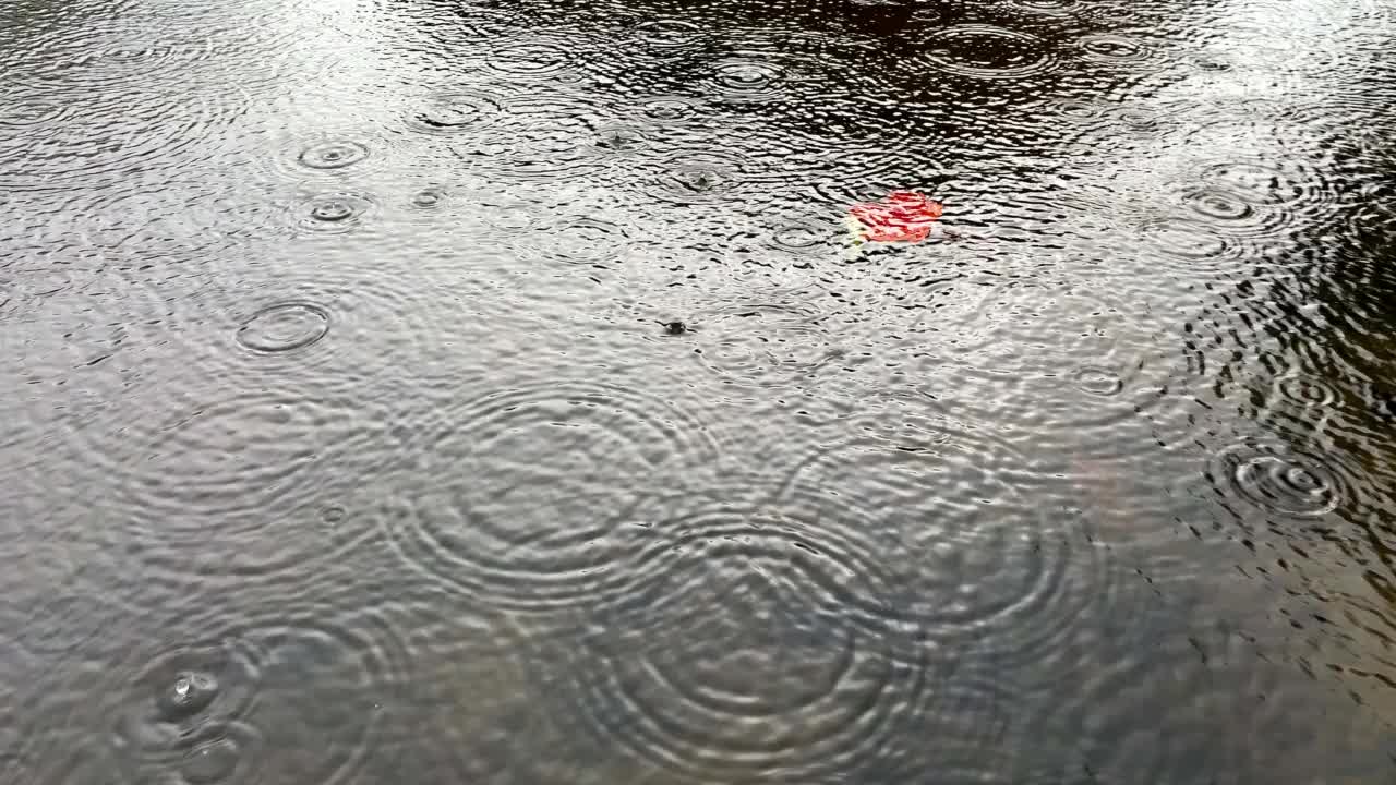 在雨中，一片红色的秋枫叶漂浮在水塘的波纹上。视频素材