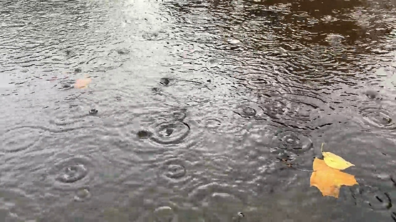 黄色的秋叶在雨中飘过池面。视频素材