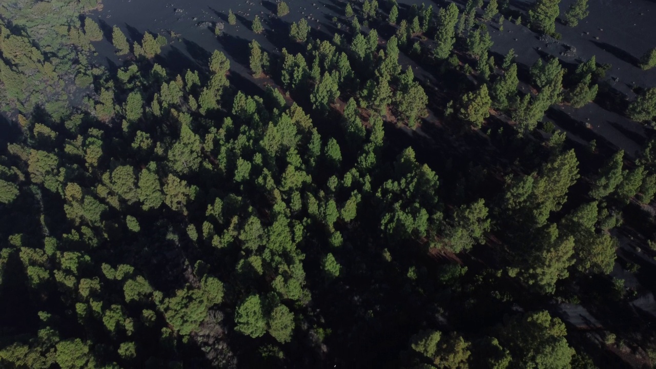 火山喷发。塔乔盖特火山灰烬覆盖的卡纳利松林鸟瞰图(Cumbre Vieja)视频素材