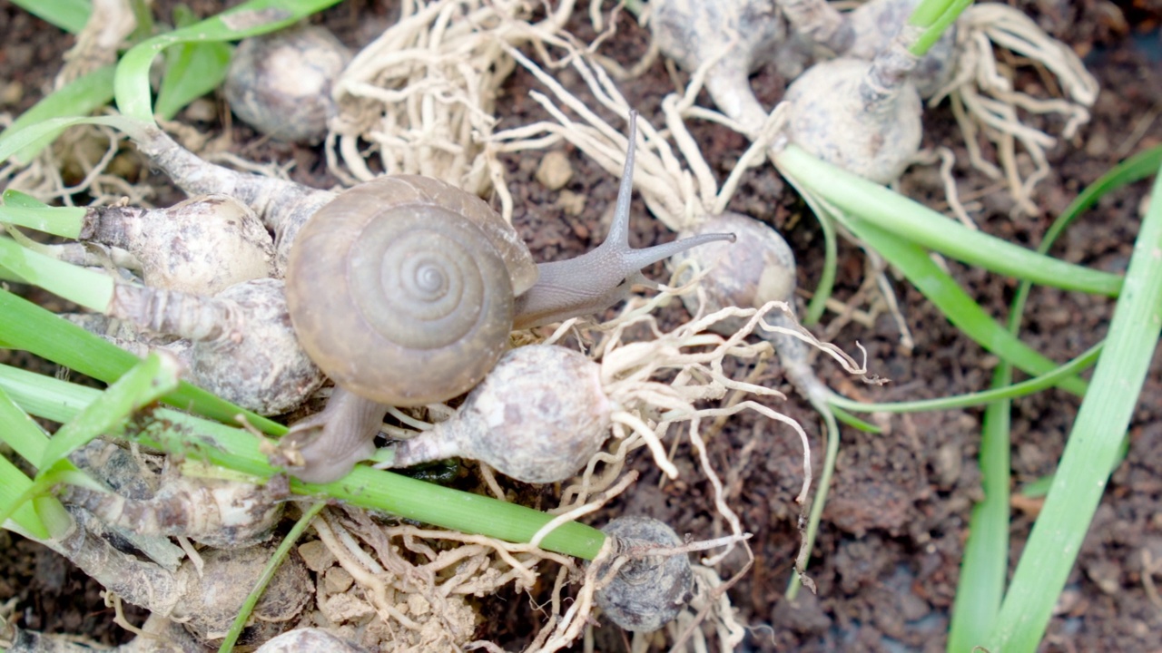 蜗牛是爬行吃植物，害虫，国产农产品的概念。视频素材