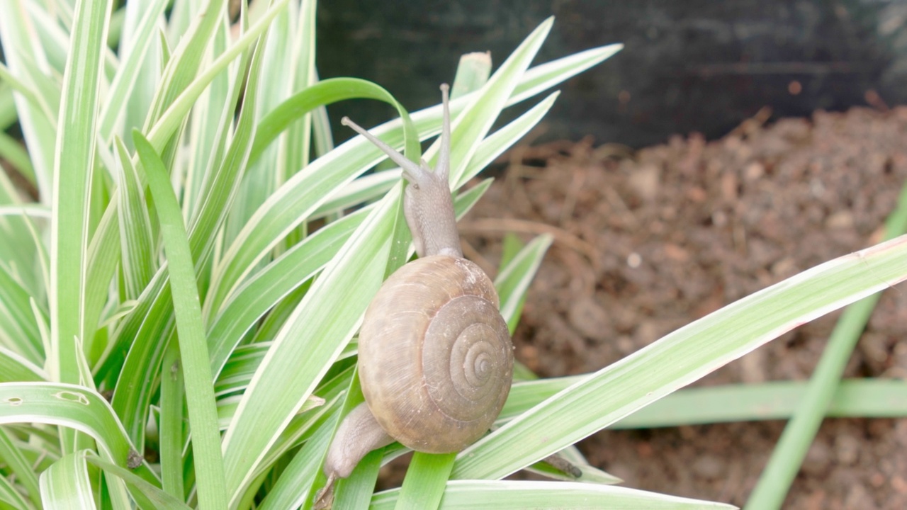 蜗牛是爬行吃植物，害虫，国产农产品的概念。视频素材