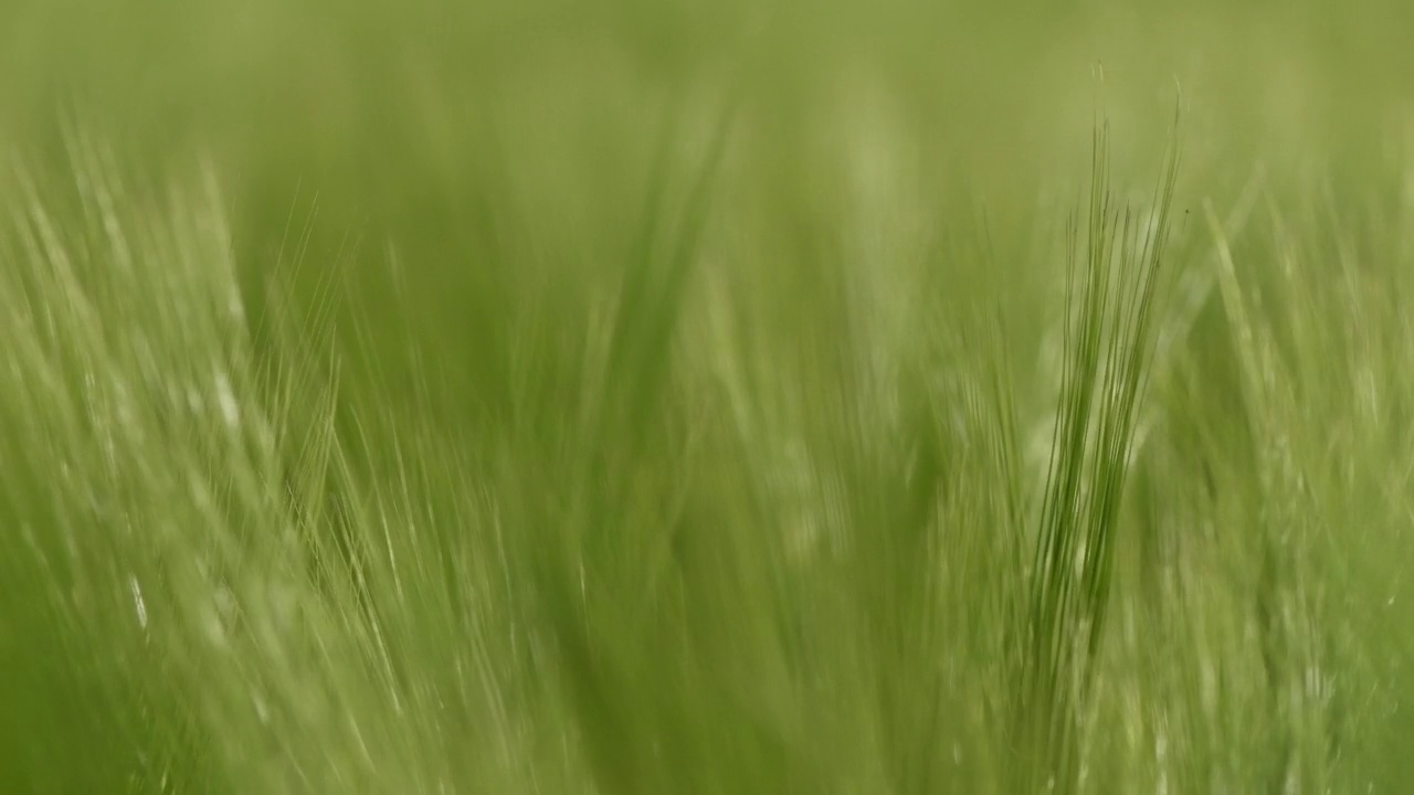 农村青稞(Hordeum Vulgare)田视频素材