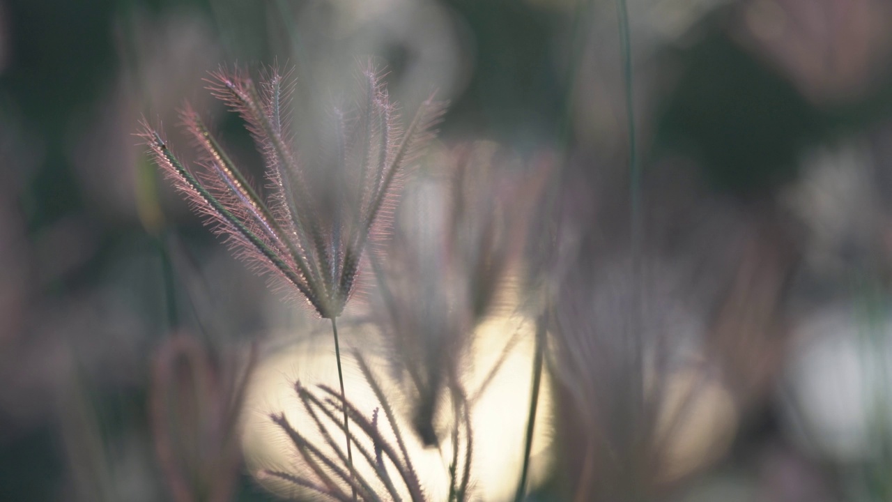 芦苇花与晚霞视频素材