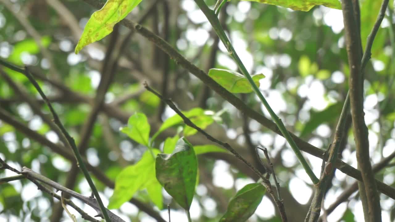 近距离裁剪的植物库存镜头，完美的背景视频素材