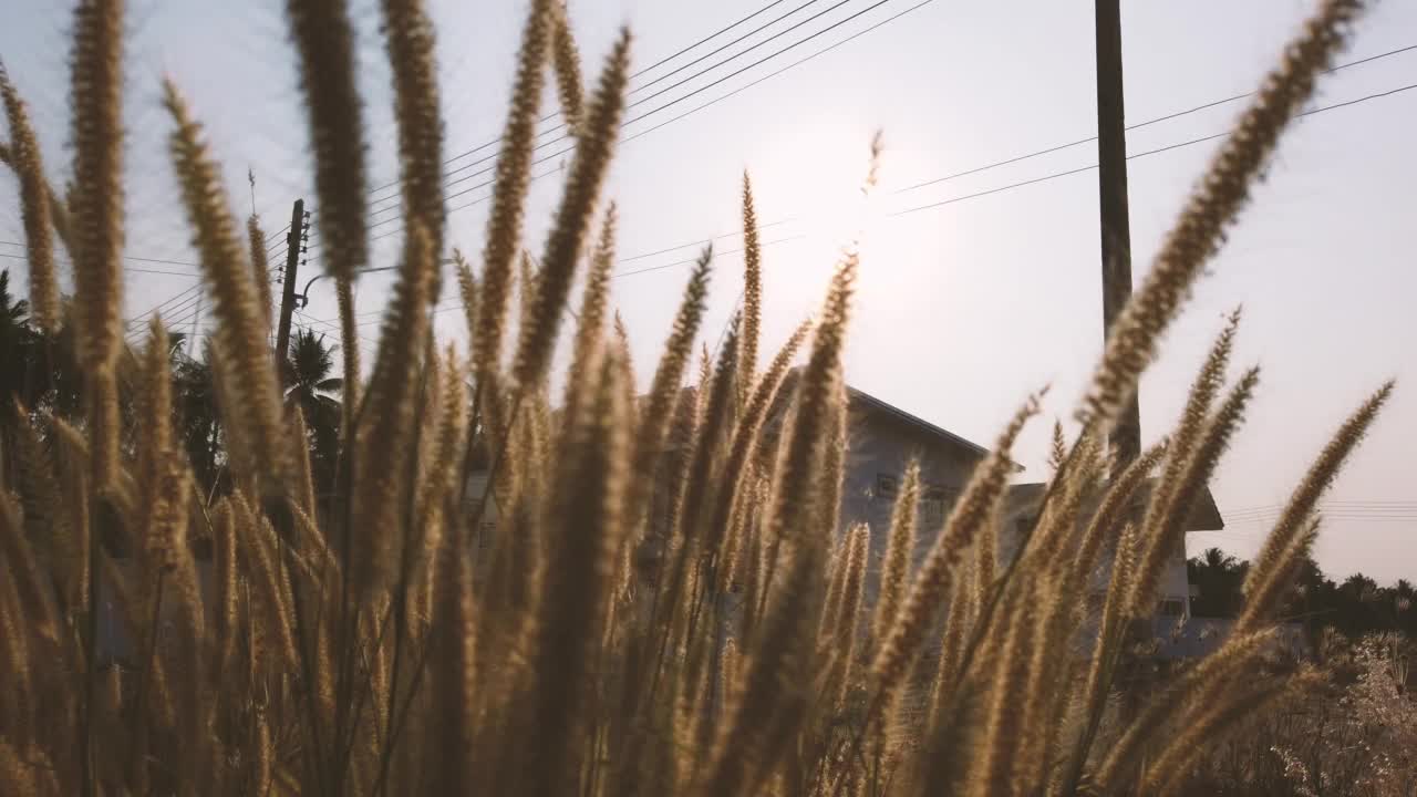 草花风中金色的阳光。视频素材