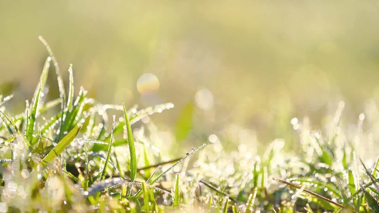 绿色树叶背景视频素材