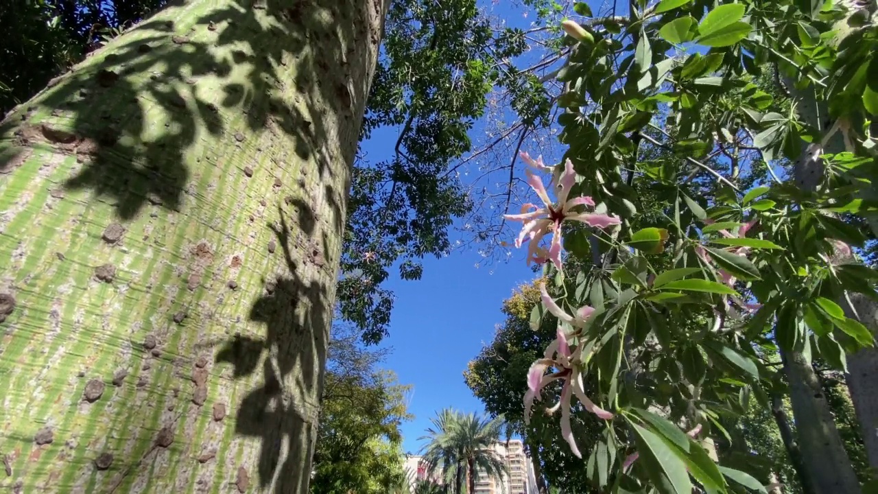 丝线树和花视频素材