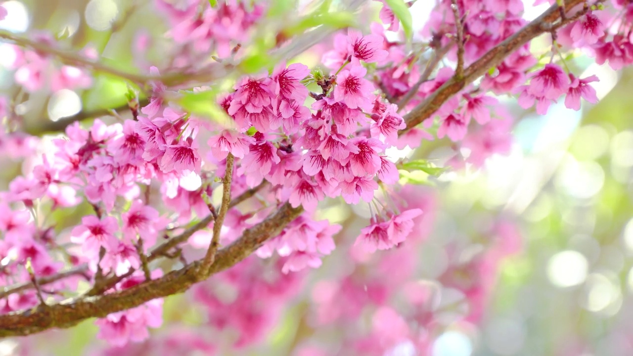 粉色樱花特写视频素材