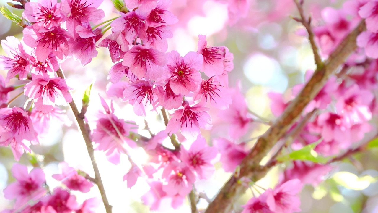 粉色樱花特写视频素材