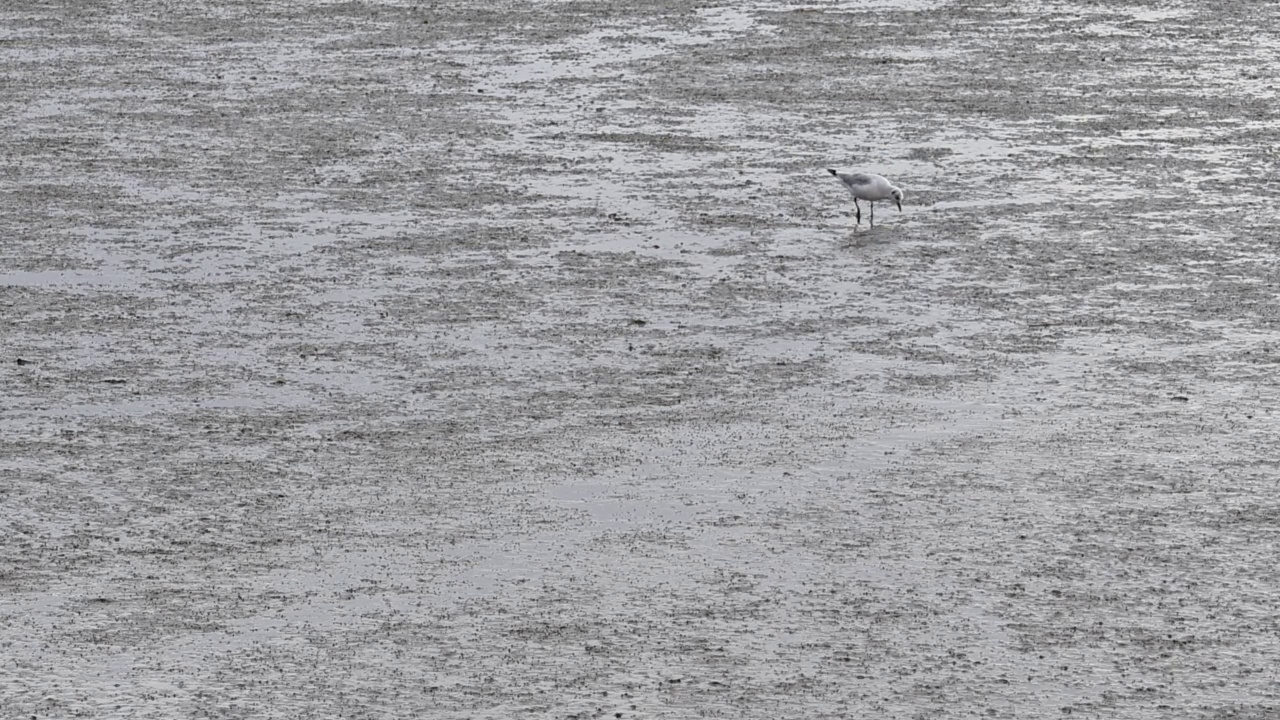 在葡萄牙里斯本的塔古斯河，海鸥四处捕鱼寻找食物视频素材