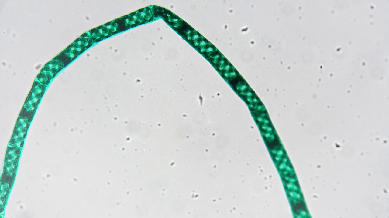 在明亮的田野背景下，显微镜下放大400倍的绿藻螺状体视频素材