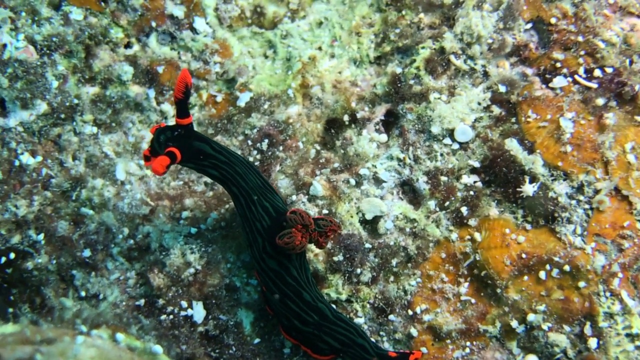 Nembrotha kubaryana海蛞蝓视频素材