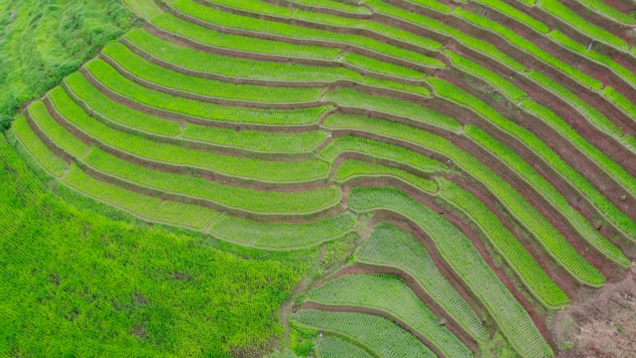 雨季的梯田视频素材