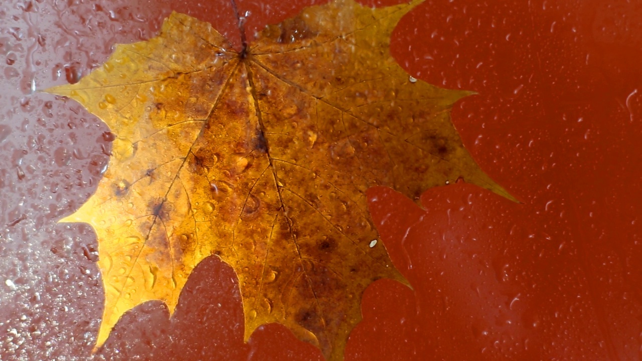 秋天的枫叶在玻璃表面与水雨滴在黄色的背景视频素材