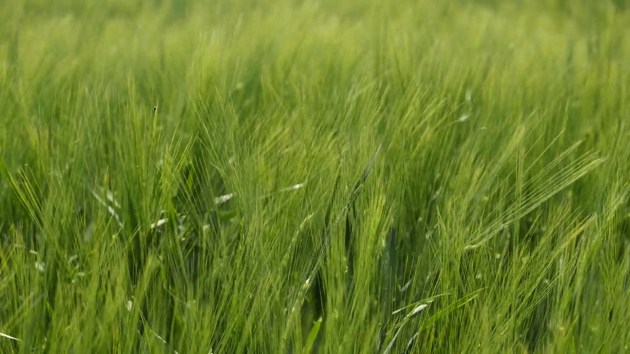 农村青稞(Hordeum Vulgare)田视频素材