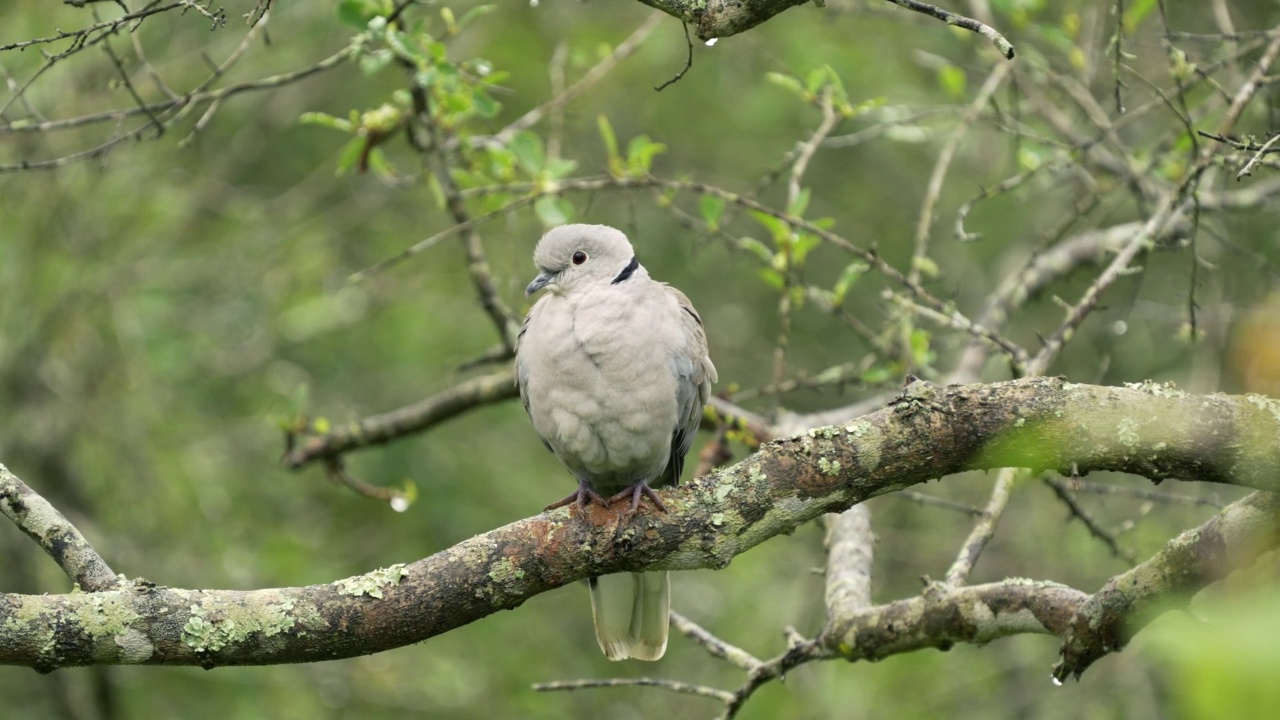 欧亚带纹白鸽(Streptopelia decaocto)栖息在树枝上视频素材