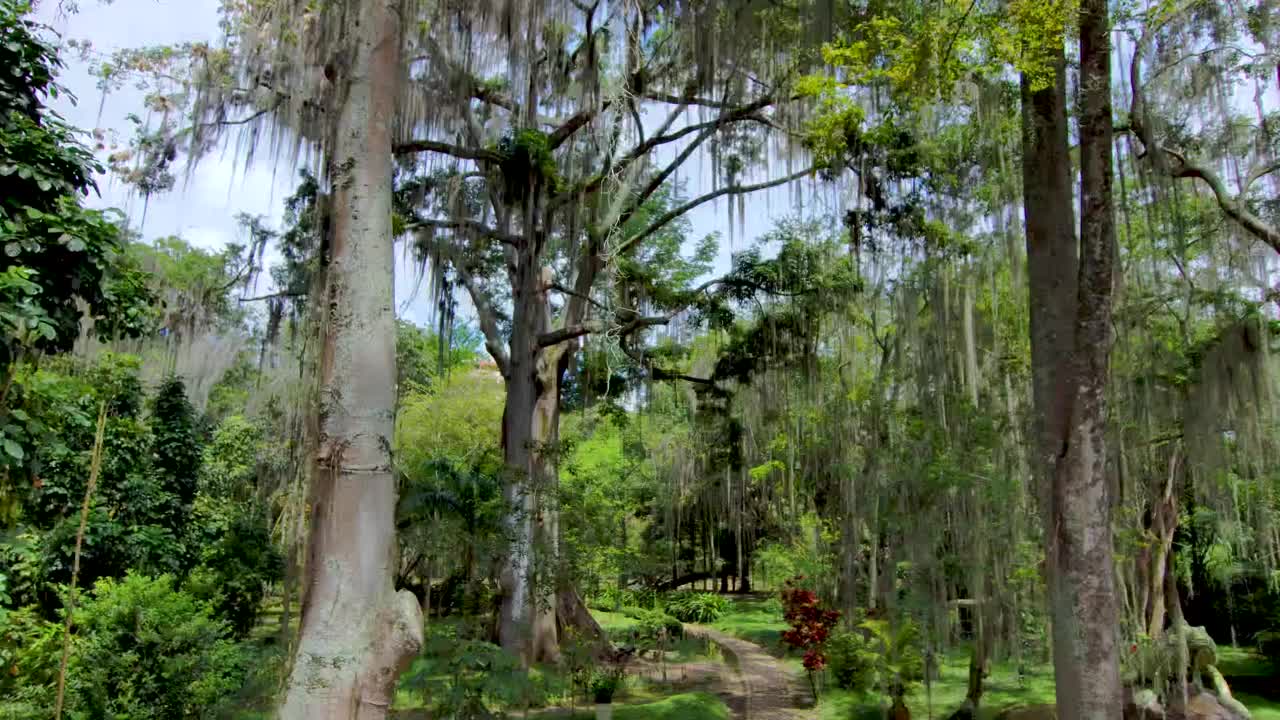 美丽的公园，有各种各样的植物和树木视频素材