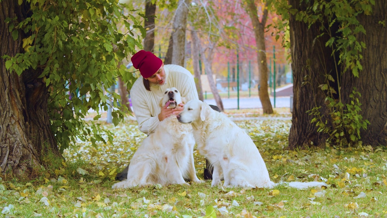 对宠物的爱——中年男子和他的狗玩耍——金毛猎犬。视频素材