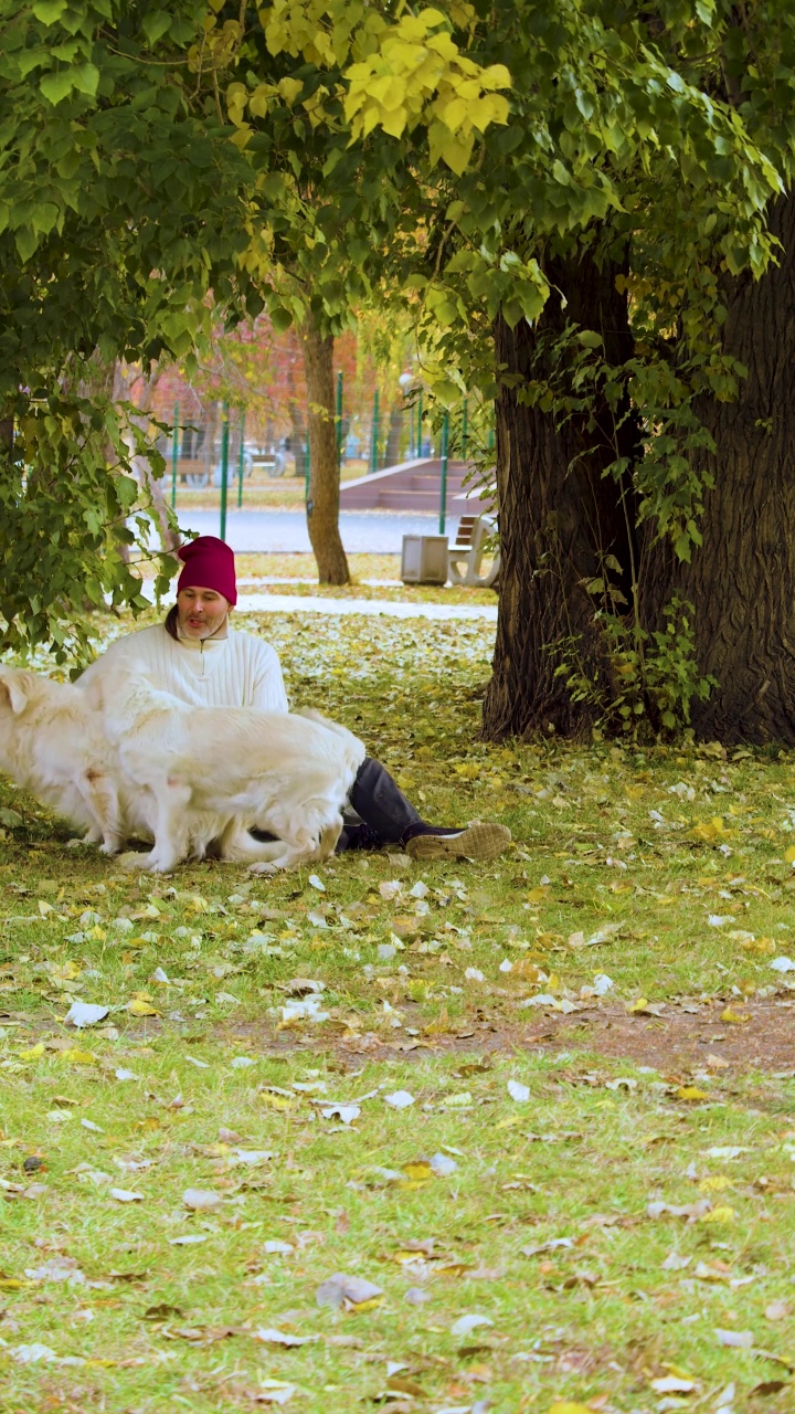 一名男子和两只金毛猎犬在公园散步的垂直视频。视频素材