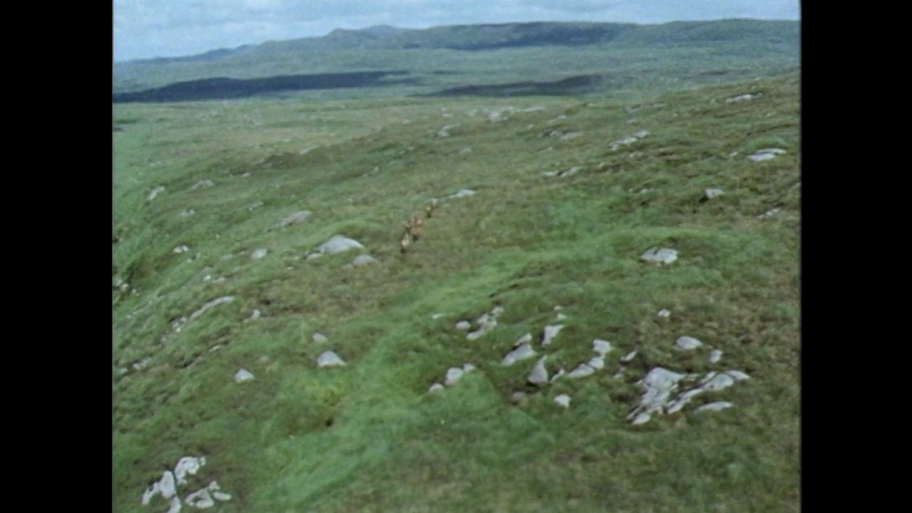 空中马鹿(Cervus elaphus)在爱尔兰的岩石山上奔跑;1971视频素材