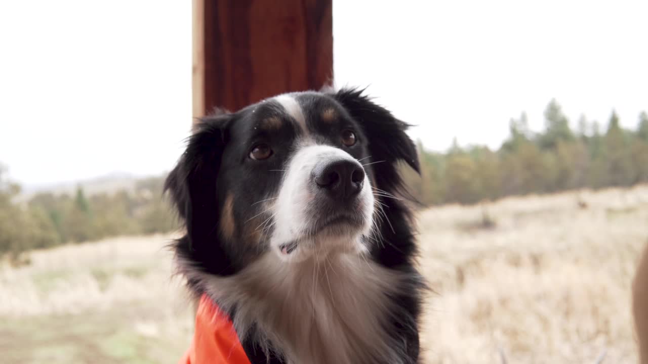 澳大利亚牧羊犬特写视频素材