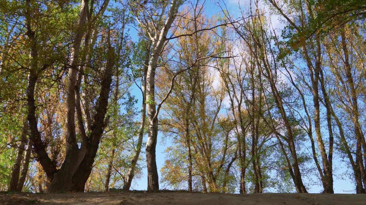 美丽的自然，秋天的风景-明亮的阳光在森林，黄色的树叶和树木视频素材