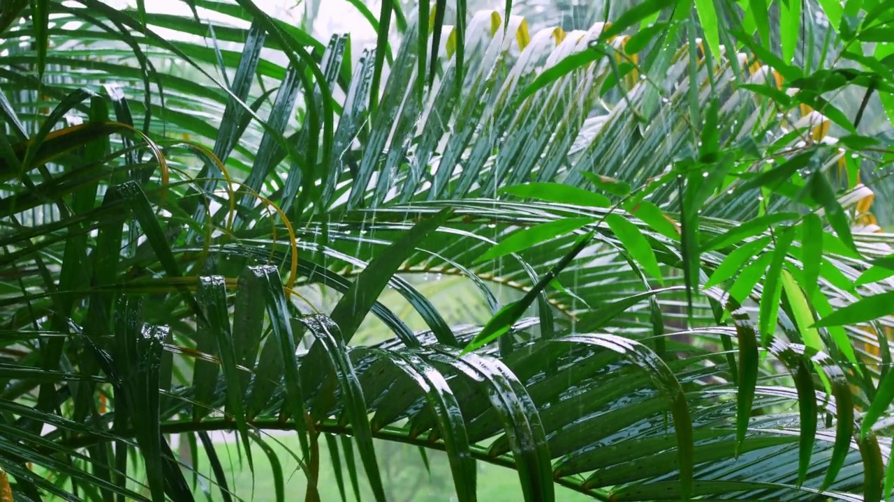 热带雨倾泻在棕榈叶上。热带的雨季有阵雨和雷暴，茂密的森林有阵雨，丛林的降雨特写。自然雨季背景平静放松视频素材