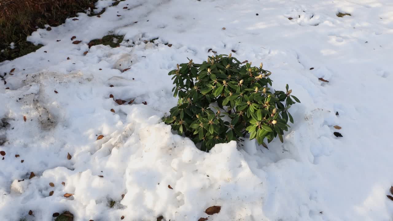 明媚的春日，仍在下雪的花园和杜鹃花。瑞典。视频素材