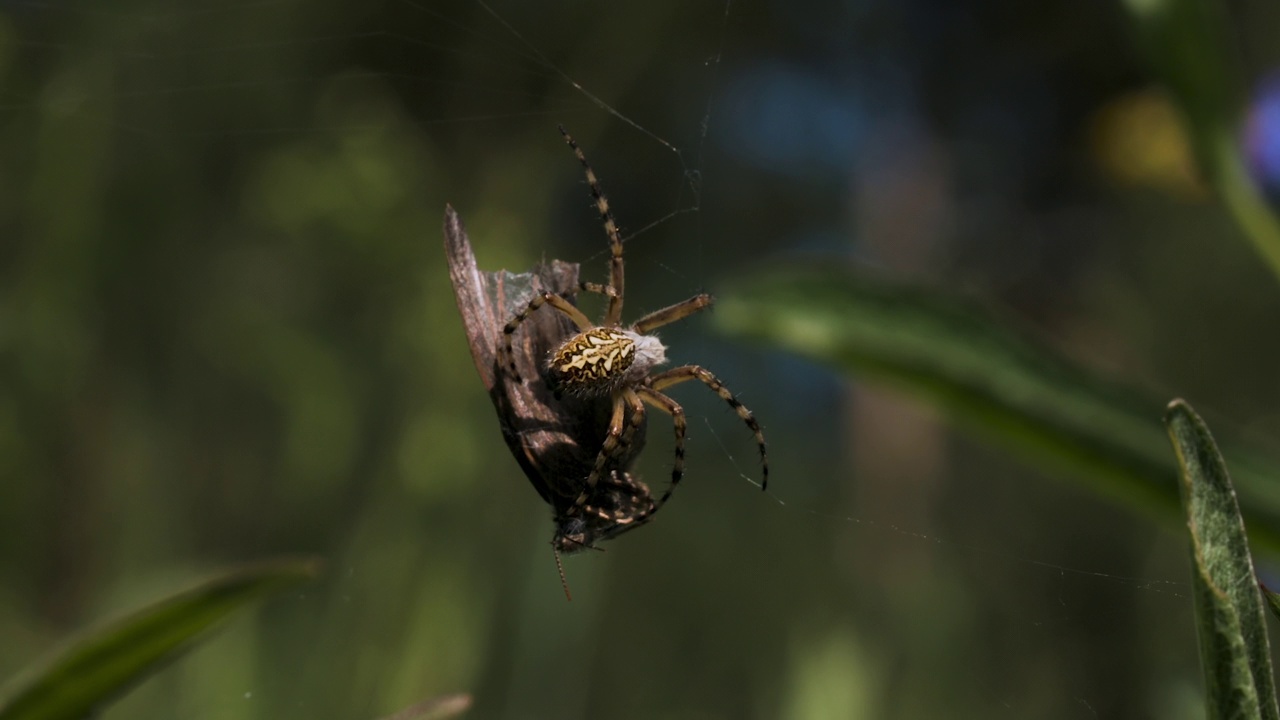 一只蜘蛛在模糊的绿色背景上把猎物编织成一个茧。有创造力。夏天田野里蛛网里的蜘蛛受害者。视频素材