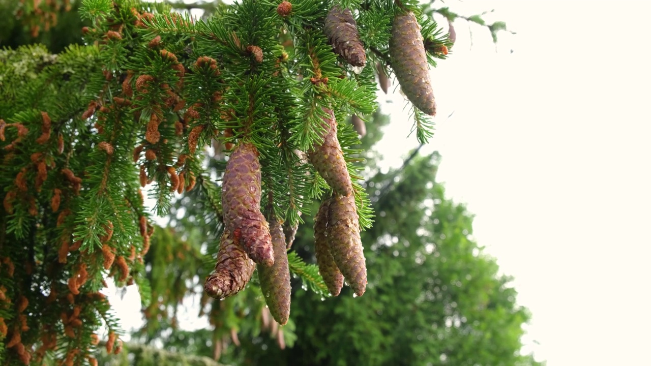 花园里的苹果树，树枝在风中摇曳，树叶在雨后湿漉漉的，树上的苹果还没熟就绿了视频下载