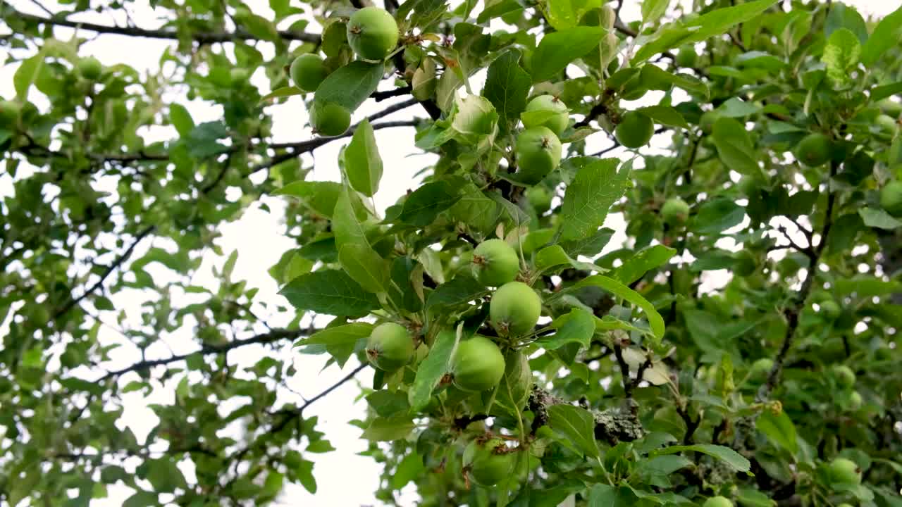 花园里的苹果树，树枝在风中摇曳，树叶在雨后湿漉漉的，树上的苹果还没熟就绿了视频下载