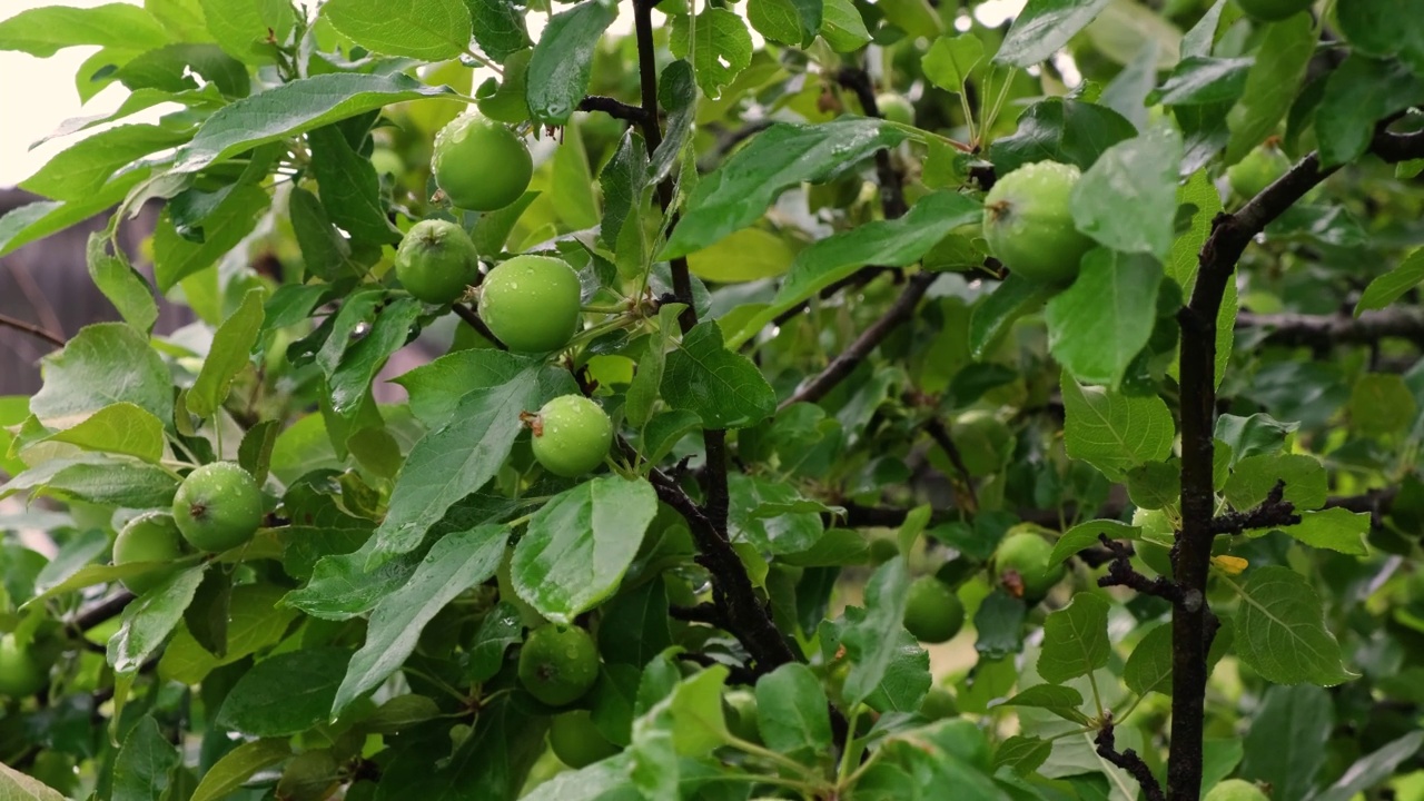 花园里的苹果树，树枝在风中摇曳，树叶在雨后湿漉漉的，树上的苹果还没熟就绿了视频素材