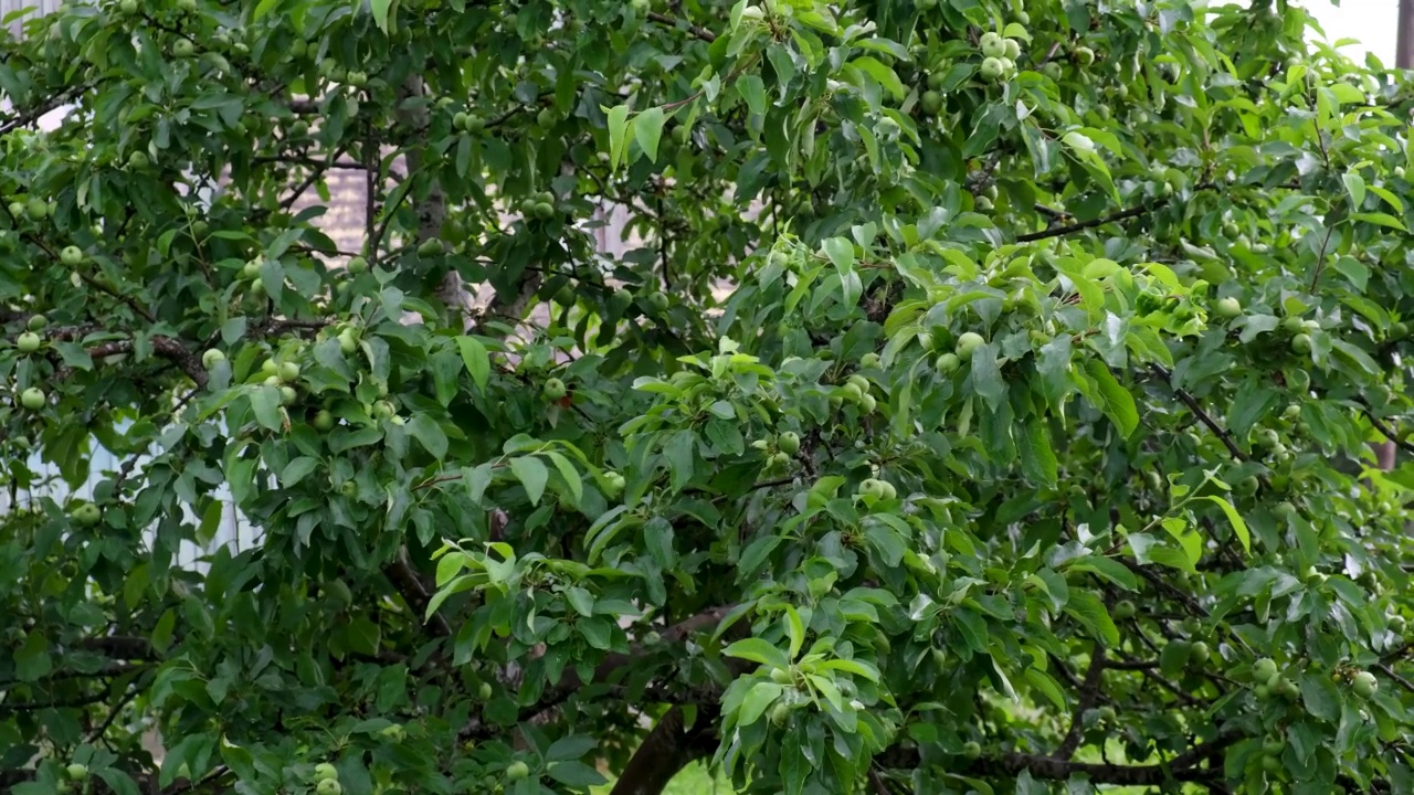 花园里的苹果树，树枝在风中摇曳，树叶在雨后湿漉漉的，树上的苹果还没熟就绿了视频下载