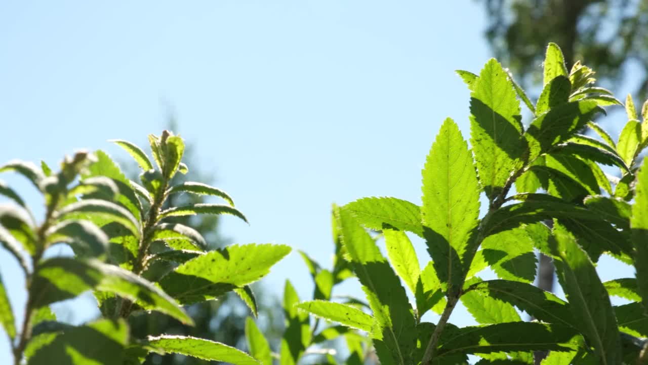 灌木对着天空，夏天阳光灿烂的日子，阴影和阳光，美丽的自然背景视频下载