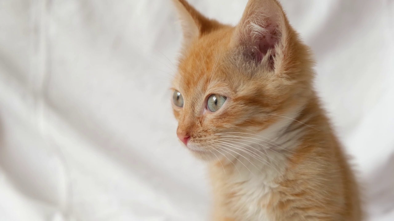 昏昏欲睡的可爱姜黄色小猫看着镜头。红猫肖像灯光背景视频下载