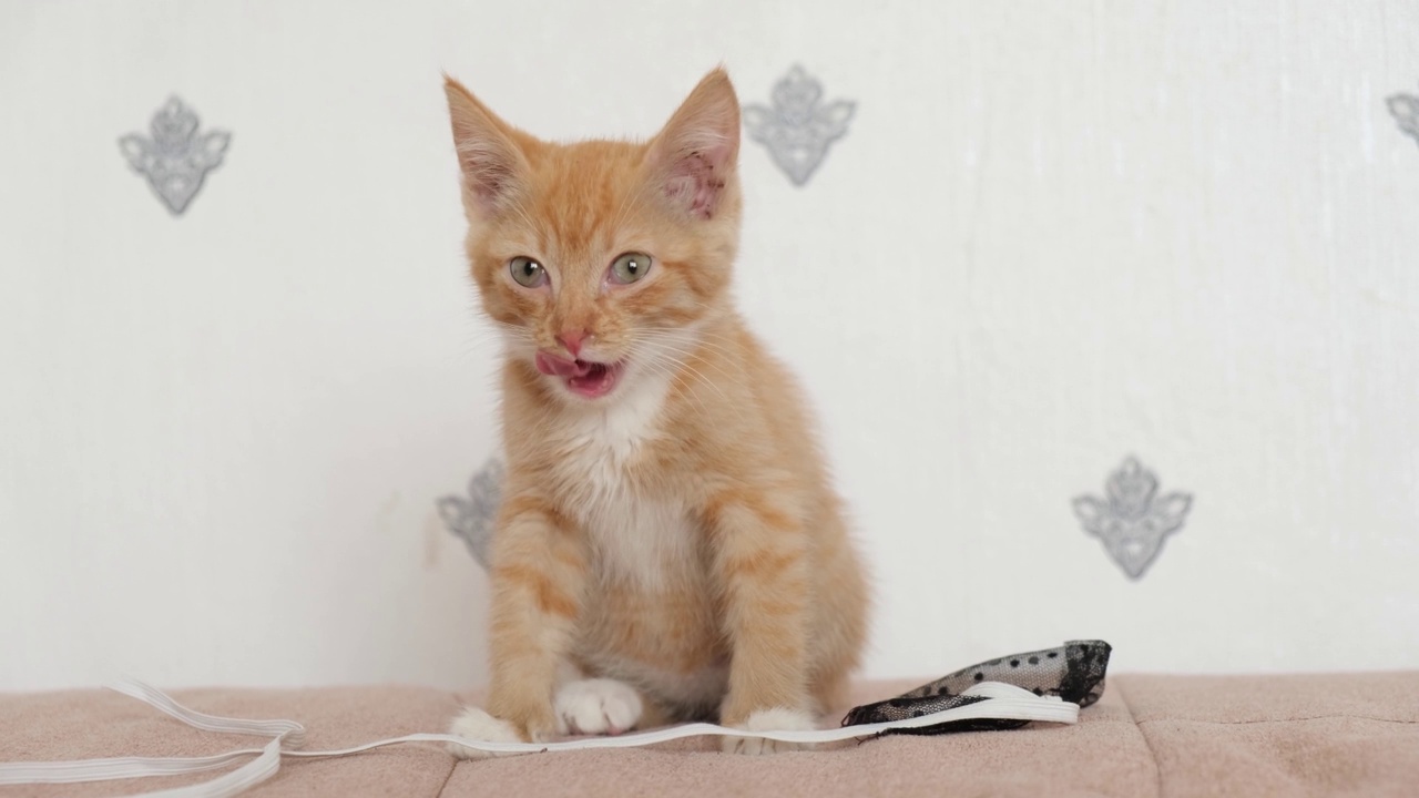 可爱的小红猫在沙发上玩耍。小快乐的宠物。可爱的猫和手工玩具视频下载