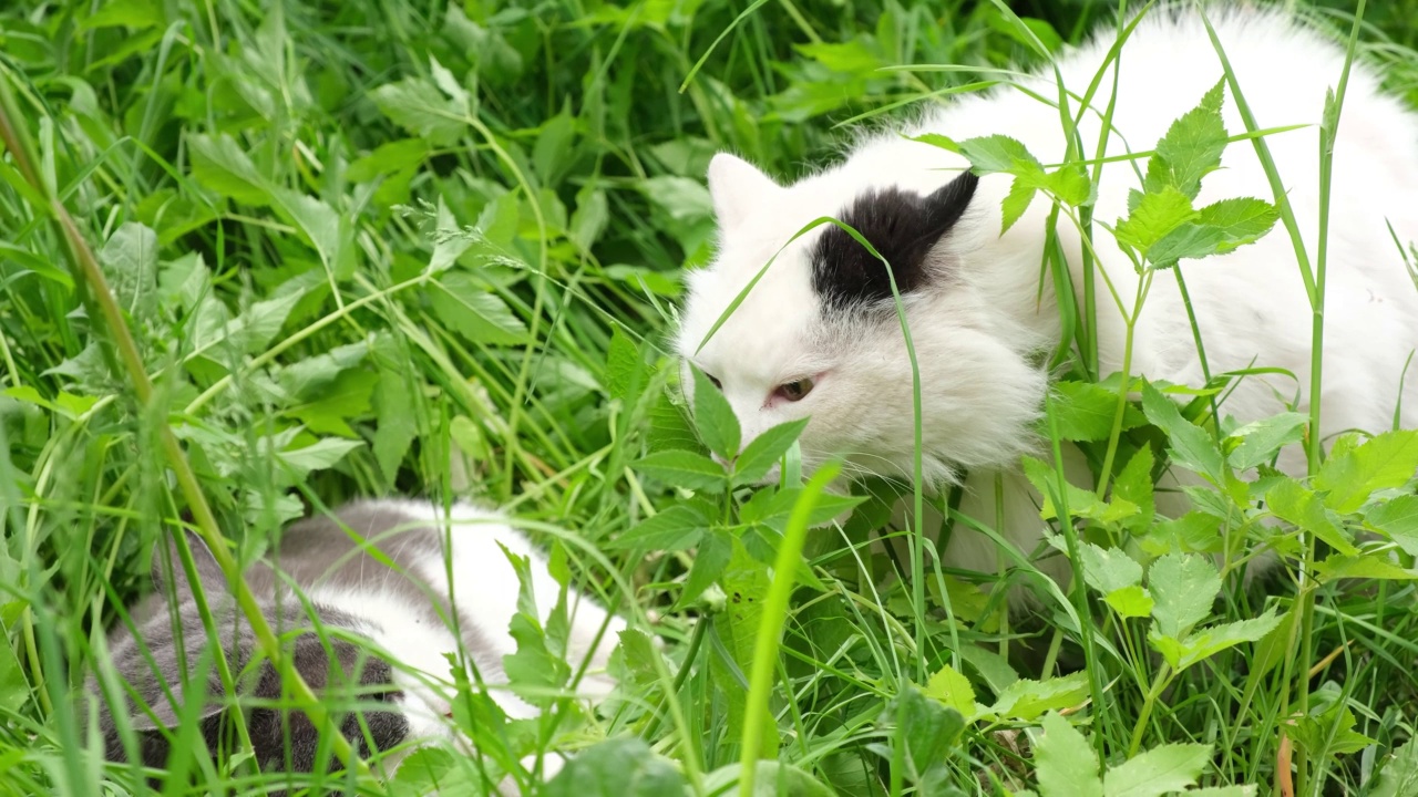 两只猫在户外，夏天的猫在草地上打架视频素材