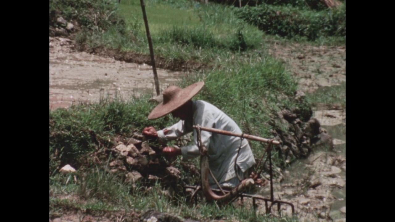 农民们在土地上耕作，香港，中国，1968视频素材