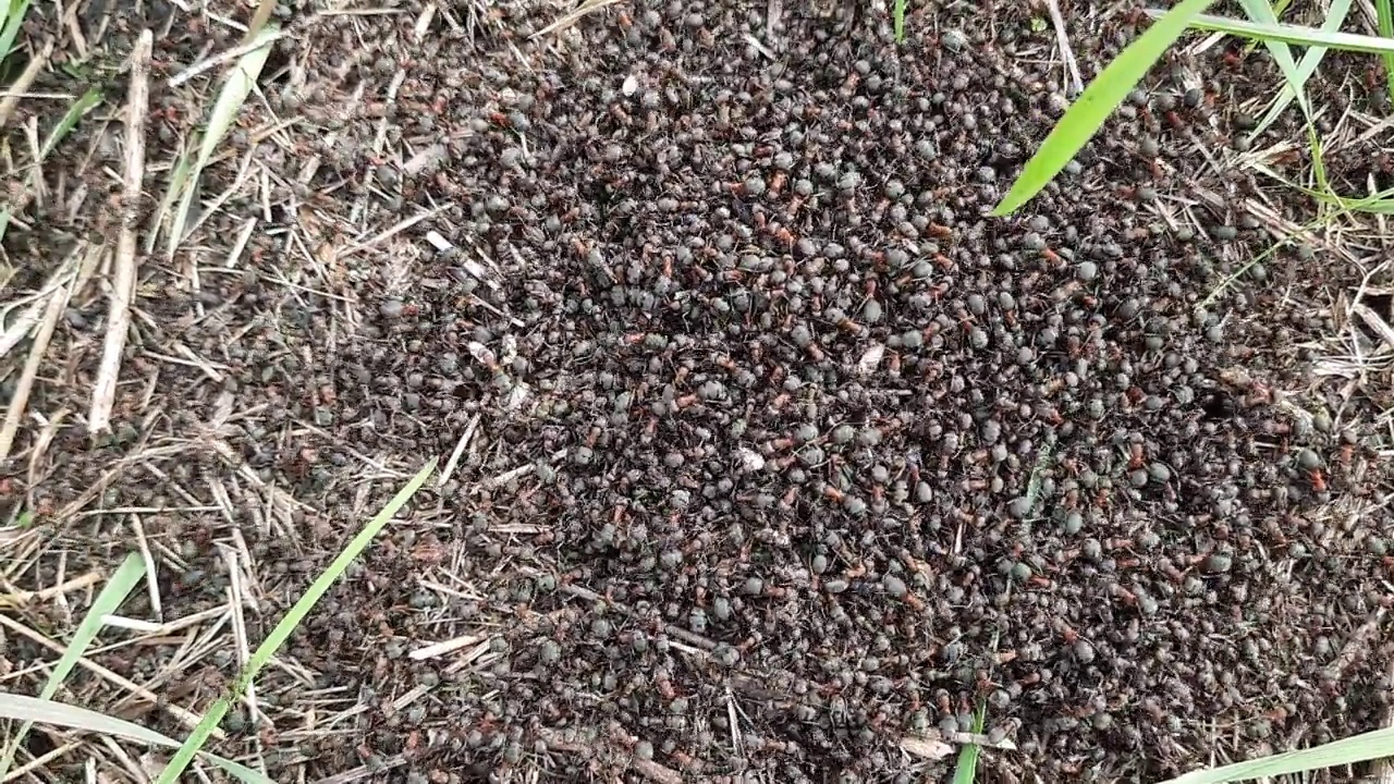 黑蚂蚁在森林里的蚁丘里爬行。特写镜头。视频素材