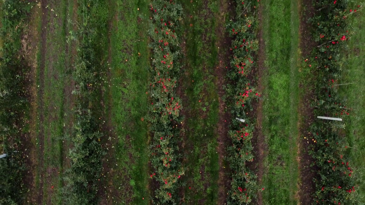 鸟瞰苹果园，树上长满了红熟的有机苹果视频素材