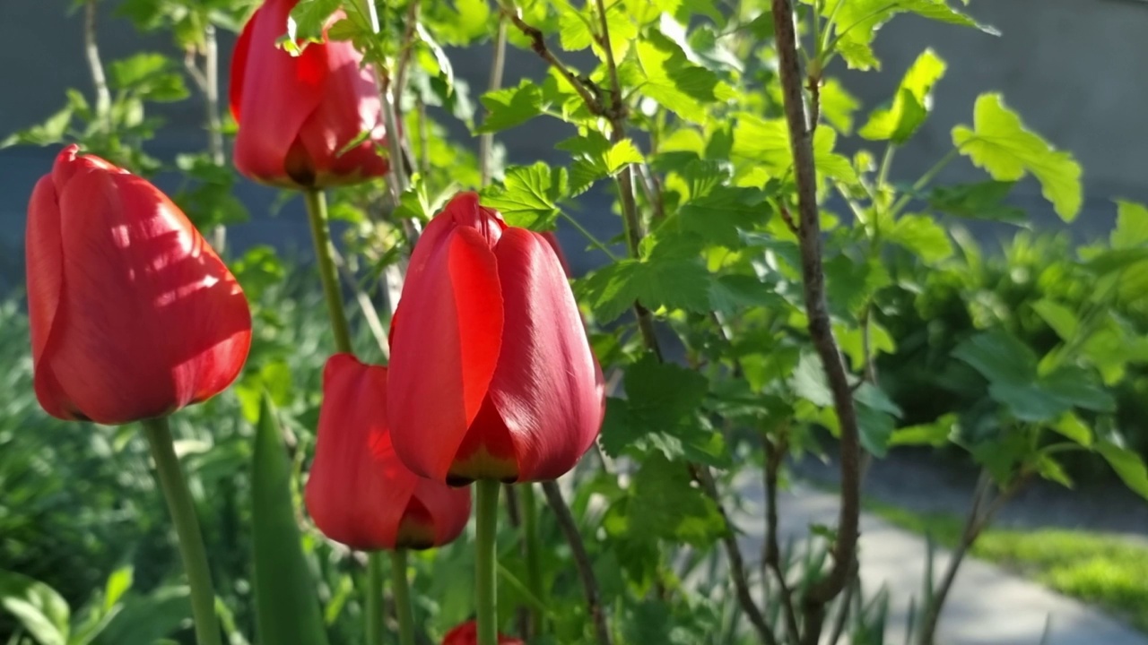 花园里的红色郁金香视频素材