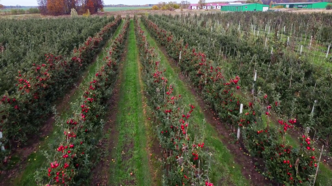 鸟瞰苹果园，树上长满了红熟的有机苹果视频素材